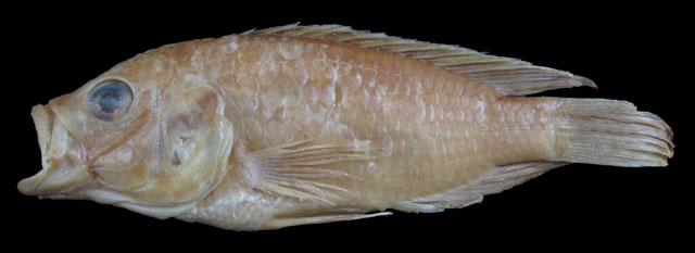 斯氏溪丽鲷(Astatoreochromis straeleni)
