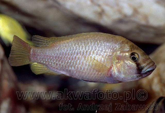 美妊丽鱼(Astatotilapia calliptera)
