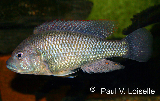 妊丽鱼(Astatotilapia desfontainii)