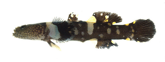 黄斑鞍虾虎(Astrabe flavimaculata)