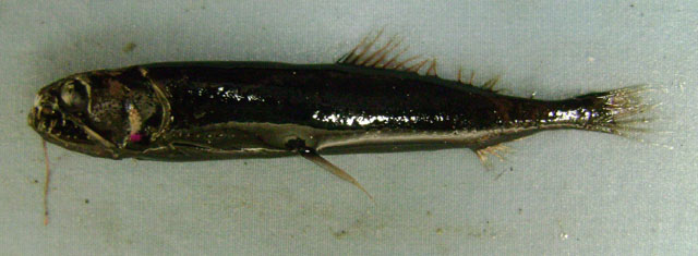 蓝黑星衫鱼(Astronesthes cyaneus)