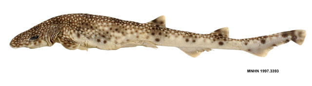 星点圆吻猫鲨(Asymbolus galacticus)