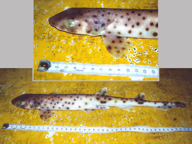 锈色圆吻猫鲨(Asymbolus rubiginosus)