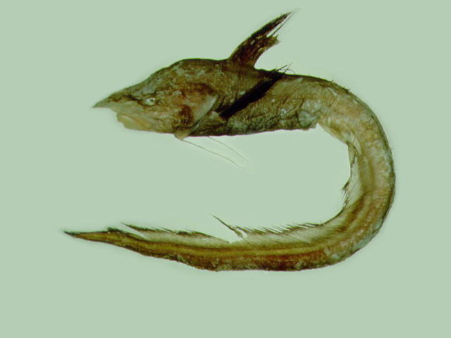 日本辫鱼(Ateleopus japonicus)