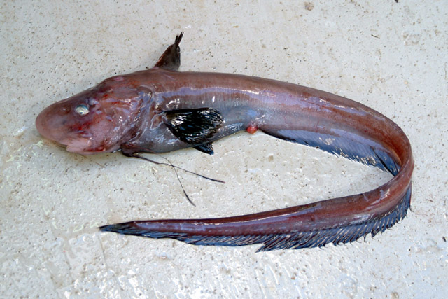 南非辫鱼(Ateleopus natalensis)