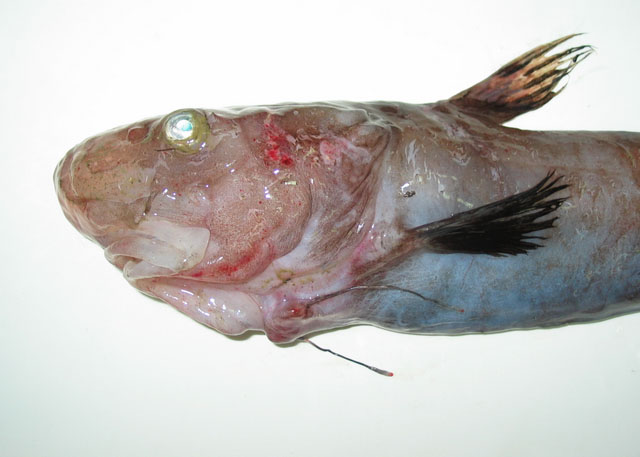 紫辫鱼(Ateleopus purpureus)