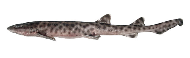 巴厘岛斑鲨(Atelomycterus baliensis)