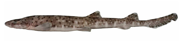 横带斑鲨(Atelomycterus marnkalha)