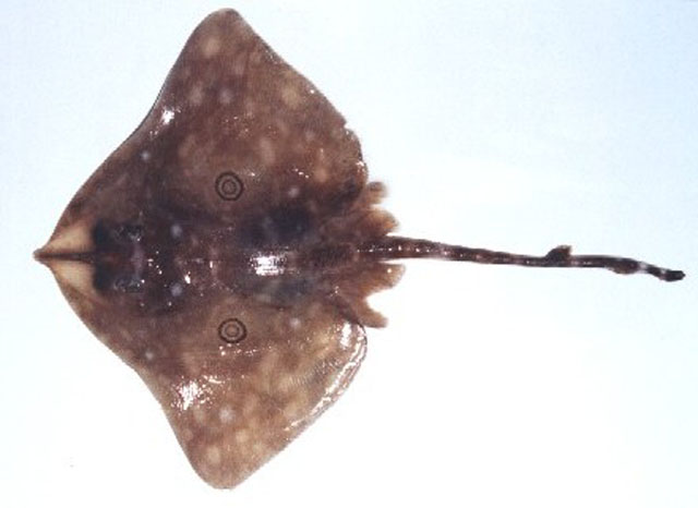巴西大西洋鳐(Atlantoraja cyclophora)