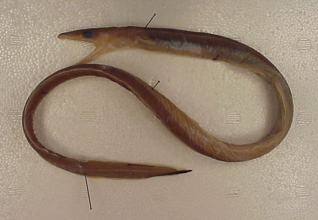 深水箭杆鳗(Atractodenchelys robinsorum)