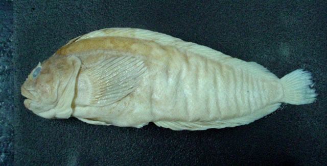 项瘤鳚(Auchenionchus variolosus)