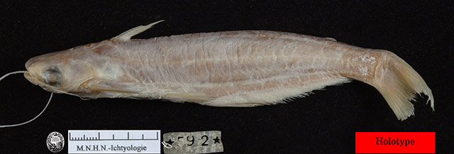 大牙项鳍鲇(Auchenipterus dentatus)
