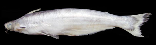 骨唇项鳍鲇(Auchenipterus osteomystax)
