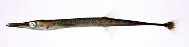 日本管刺鱼(管鱼)(Aulichthys japonicus)
