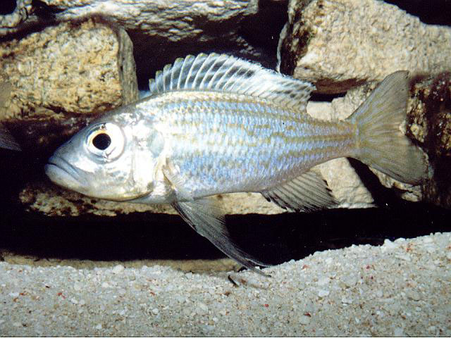 杜氏沟颅丽鱼(Aulonocranus dewindti)