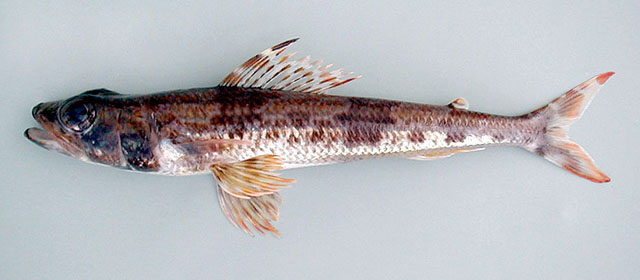丝鳍仙女鱼(Aulopus filamentosus)