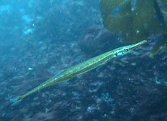 阿拉斯加管吻刺鱼(Aulorhynchus flavidus)