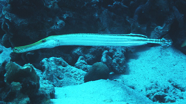 斑点管口鱼(Aulostomus maculatus)