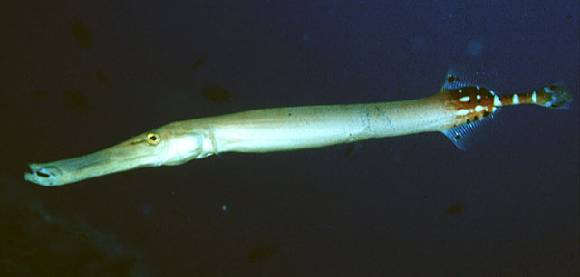 细管口鱼(Aulostomus strigosus)