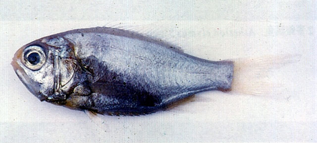 前肛管燧鲷(Aulotrachichthys prosthemius)