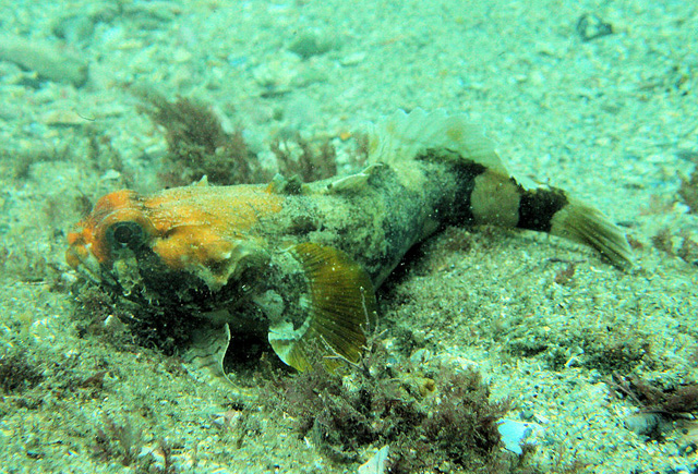 南方澳洲蟾鱼(Austrobatrachus foedus)