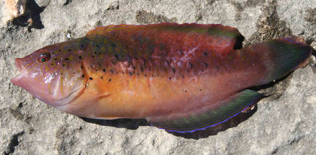 点斑澳隆头鱼(Austrolabrus maculatus)