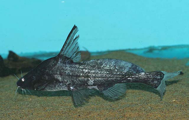 黑身唇齿鲿(Bagrichthys majusculus)
