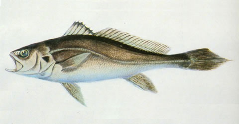 黄唇鱼(Bahaba taipingensis)