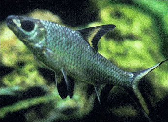 黑鳍袋唇鱼(Balantiocheilos melanopterus)