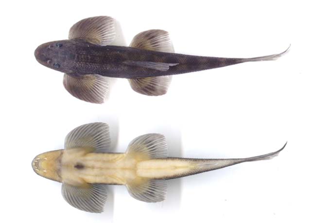 印度爬鳅(Balitora mysorensis)