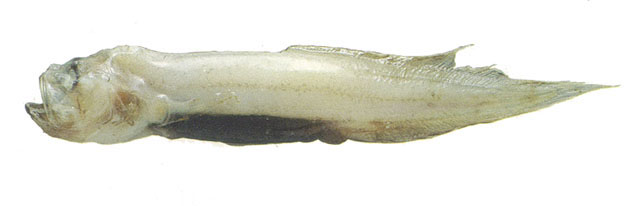 双色盲鼬鳚(Barathronus bicolor)