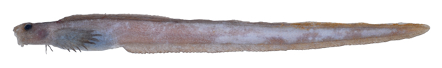 褐紫须裸鳚(Barbapellis pterygalces)