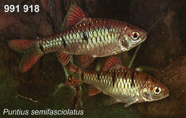 半纹小鲃(Barbodes semifasciolatus)