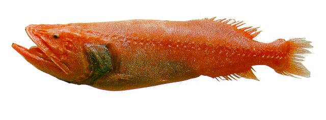 红刺鲸口鱼(Barbourisia rufa)