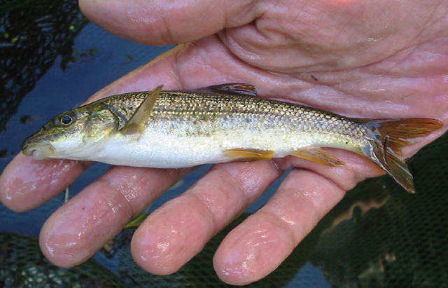 斯洛伐克鲃(Barbus carpathicus)