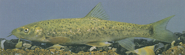 高加索鲃(Barbus ciscaucasicus)