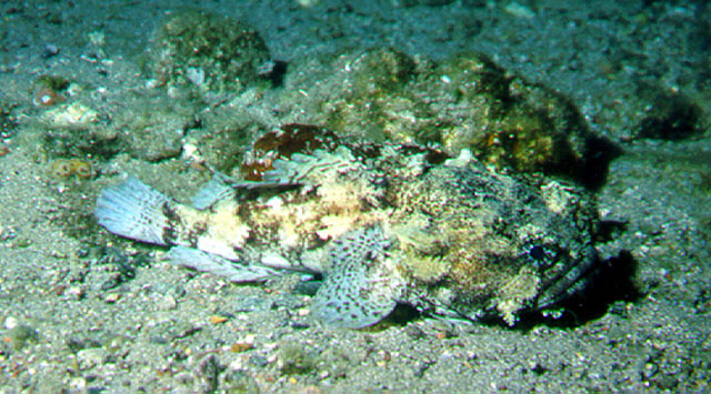 红海须蟾鱼(Barchatus cirrhosus)