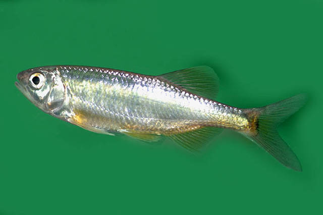 下纹低线鱲(Barilius infrafasciatus)