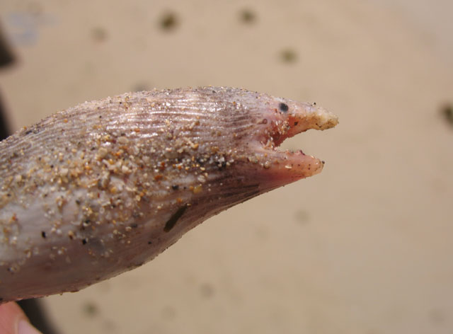 大口褐蛇鳗(Bascanichthys ceciliae)