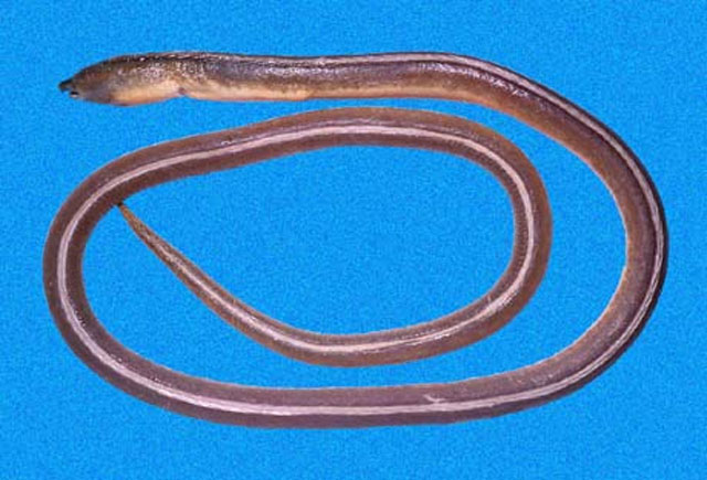 圆筒褐蛇鳗(Bascanichthys cylindricus)