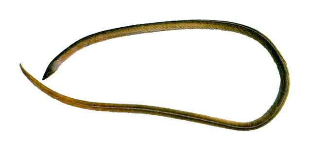 克氏褐蛇鳗(Bascanichthys kirkii)