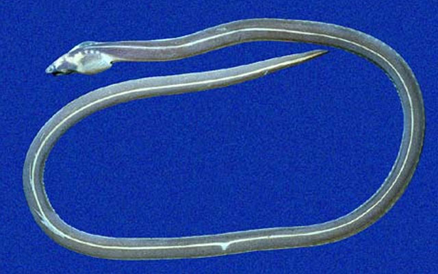 巴拿马褐蛇鳗(Bascanichthys panamensis)