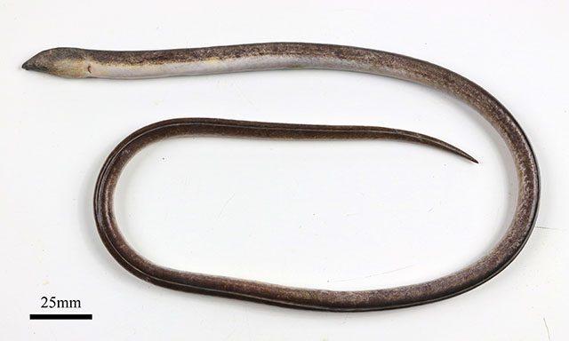 巴西褐蛇鳗(Bascanichthys paulensis)