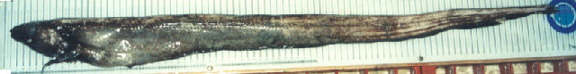 南美皮须康吉鳗(Bassanago albescens)