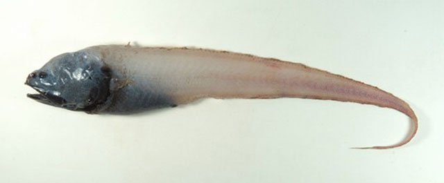 扁索深鼬鳚(Bassozetus compressus)