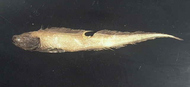 黏身索深鼬鳚(Bassozetus glutinosus)