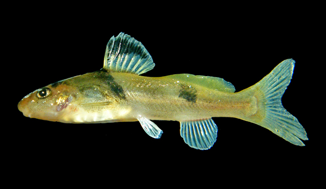 河栖巴塔鲿(Batasio fluviatilis)