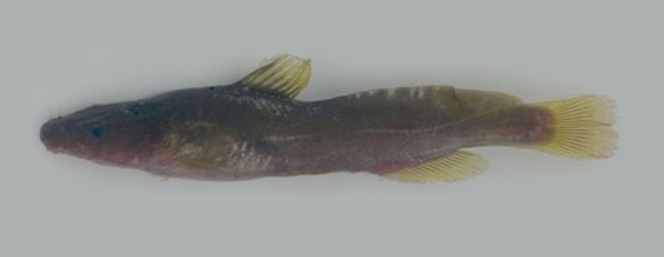 黄尾巴塔鲿(Batasio sharavatiensis)
