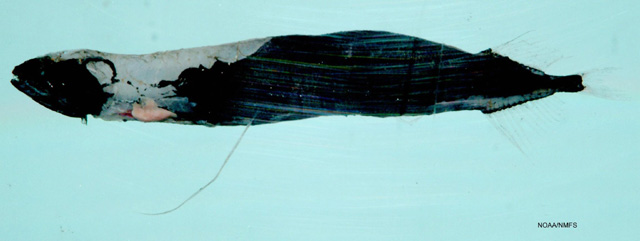 长羽深巨口鱼(Bathophilus longipinnis)