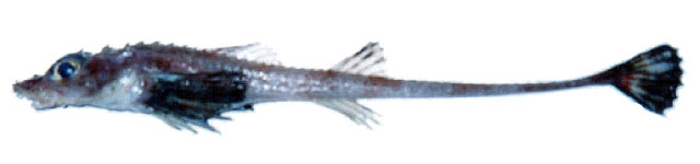 黑鳍渊八角鱼(Bathyagonus nigripinnis)